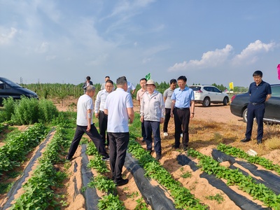 國家甘薯產業體系首席專家來我市調研指導農業科學研究與試驗發展